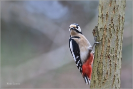 <p>STRAKAPOUD VELKÝ (Dendrocopos major) - /Great spotted woodpecker – Buntspecht/
</p>